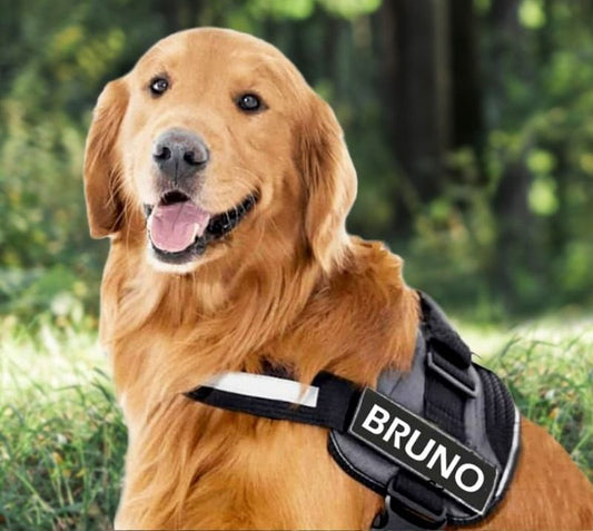 VALEN   - CUSTOM FIT NO-PULL DOG HARNESS